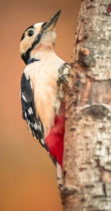 Woodpecker on a tree trunk
