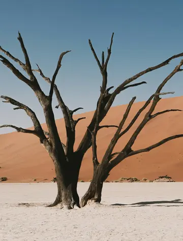 Dead tree in a desert landscape