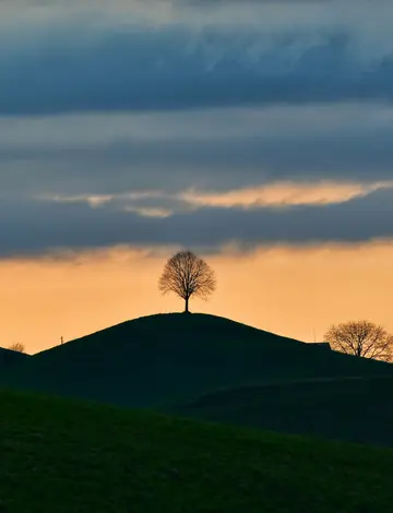 Lone tree on a sunset hill